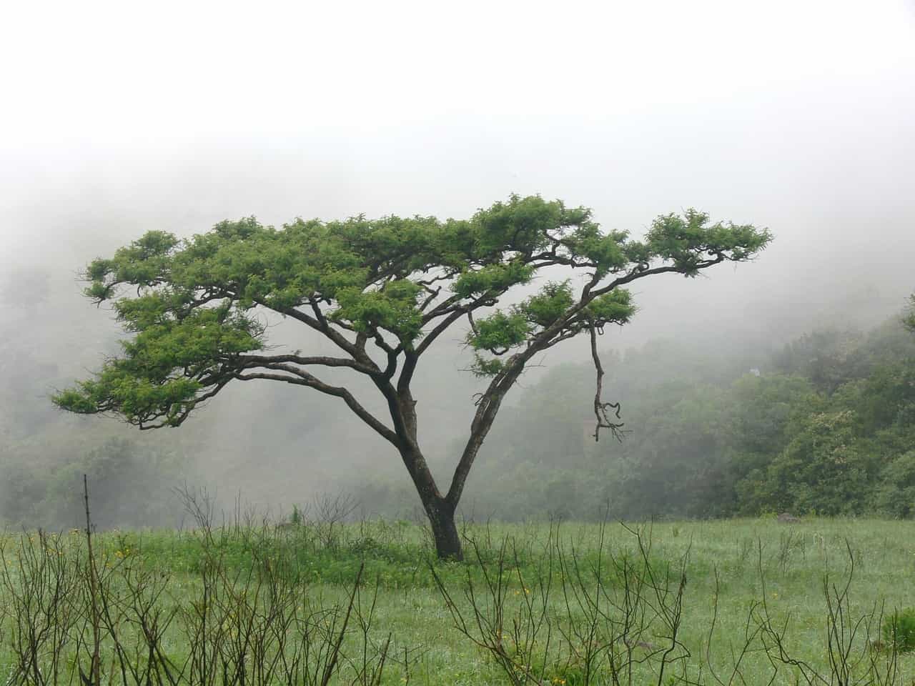 Morfologi Pohon Akasia